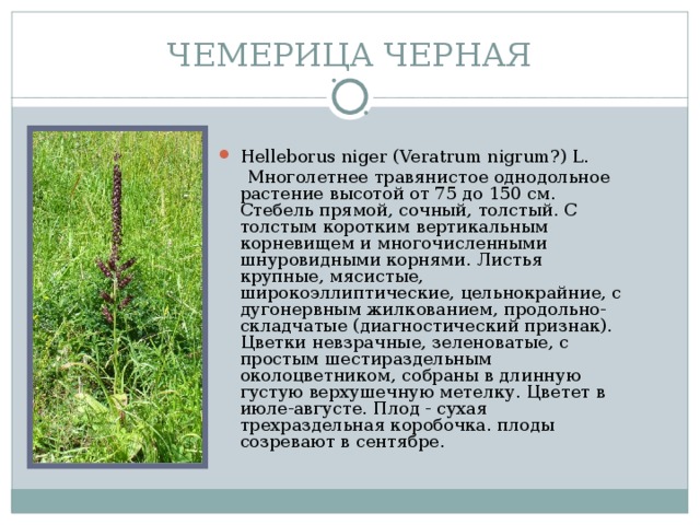 ЧЕМЕРИЦА ЧЕРНАЯ Helleborus niger (Veratrum nigrum?) L.  Многолетнее травянистое однодольное растение высотой от 75 до 150 см. Стебель прямой, сочный, толстый. С толстым коротким вертикальным корневищем и многочисленными шнуровидными корнями. Листья крупные, мясистые, широкоэллиптические, цельнокрайние, с дугонервным жилкованием, продольно-складчатые (диагностический признак). Цветки невзрачные, зеленоватые, с простым шестираздельным околоцветником, собраны в длинную густую верхушечную метелку. Цветет в июле-августе. Плод - сухая трехраздельная коробочка. плоды созревают в сентябре.