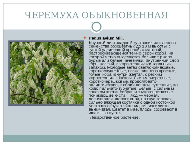 ЧЕРЕМУХА ОБЫКНОВЕННАЯ Padus avium Mill.  Крупный листопадный кустарник или дерево семейства розоцветных до 10 м высоты, с густой удлиненной кроной, с матовой, растрескивающейся темно-серой корой, на которой четко выделяются большие ржаво-бурые или белые чечевички. Внутренний слой коры желтый, с характерным миндальным запахом. Молодые ветви светло-оливковые, короткоопушенные, позже вишнево-красные, голые; кора изнутри желтая, с резким характерным запахом. Листья очередные, короткочерешковые, продолговато-эллиптические, к обоим концам суженные, по краю пильчато-зубчатые. Белые, с сильным запахом цветки собраны в многоцветковые поникающие кисти. Плод — черная, лоснящаяся, шаровидная, на вкус терпкая, сильно вяжущая костянка с одной косточкой. Косточка округло-яйцевидная, извилисто-выемчатая. Цветет в мае, плоды созревают в июле — августе.  Лекарственное растение.