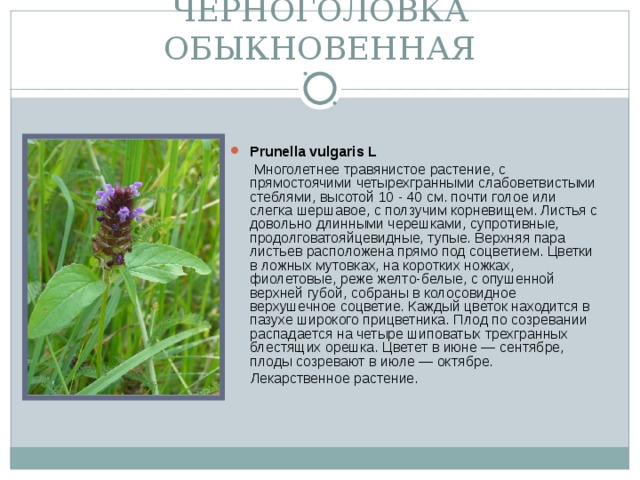 ЧЕРНОГОЛОВКА ОБЫКНОВЕННАЯ Prunella vulgaris L   Многолетнее травянистое растение, с прямостоячими четырехгранными слабоветвистыми стеблями, высотой 10 - 40 см. почти голое или слегка шершавое, с ползучим корневищем. Листья с довольно длинными черешками, супротивные, продолговатояйцевидные, тупые. Верхняя пара листьев расположена прямо под соцветием. Цветки в ложных мутовках, на коротких ножках, фиолетовые, реже желто-белые, с опушенной верхней губой, собраны в колосовидное верхушечное соцветие. Каждый цветок находится в пазухе широкого прицветника. Плод по созревании распадается на четыре шиповатых трехгранных блестящих орешка. Цветет в июне — сентябре, плоды созревают в июле — октябре.  Лекарственное растение.