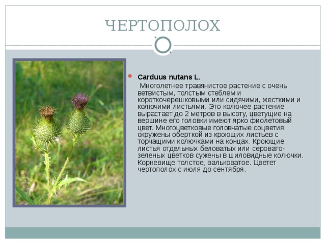 ЧЕРТОПОЛОХ Carduus nutans L.  Многолетнее травянистое растение с очень ветвистым, толстым стеблем и короткочерешковыми или сидячими, жесткими и колючими листьями. Это колючее растение вырастает до 2 метров в высоту, цветущие на вершине его головки имеют ярко фиолетовый цвет. Многоцветковые головчатые соцветия окружены оберткой из кроющих листьев с торчащими колючками на концах. Кроющие листья отдельных беловатых или серовато-зеленых цветков сужены в шиловидные колючки. Корневище толстое, вальковатое. Цветет чертополох с июля до сентября. 