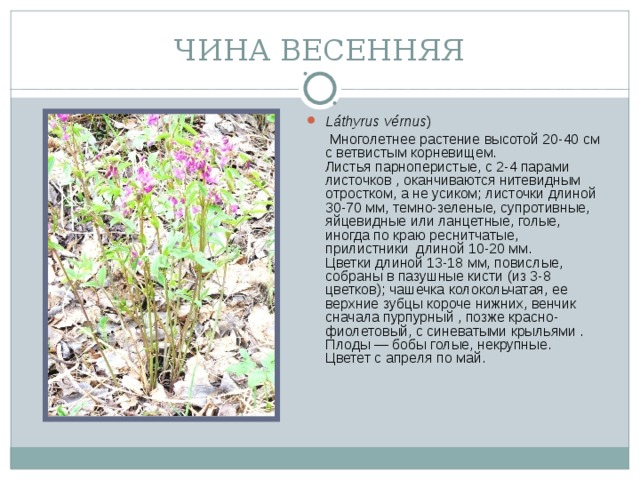 ЧИНА ВЕСЕННЯЯ Láthyrus vérnus )  Многолетнее растение высотой 20-40 см с ветвистым корневищем.  Листья парноперистые, с 2-4 парами листочков , оканчиваются нитевидным отростком, а не усиком; листочки длиной 30-70 мм, темно-зеленые, супротивные, яйцевидные или ланцетные, голые, иногда по краю реснитчатые, прилистники  длиной 10-20 мм.  Цветки длиной 13-18 мм, повислые, собраны в пазушные кисти (из 3-8 цветков); чашечка колокольчатая, ее верхние зубцы короче нижних, венчик сначала пурпурный , позже красно-фиолетовый, с синеватыми крыльями .  Плоды — бобы голые, некрупные.  Цветет с апреля по май.