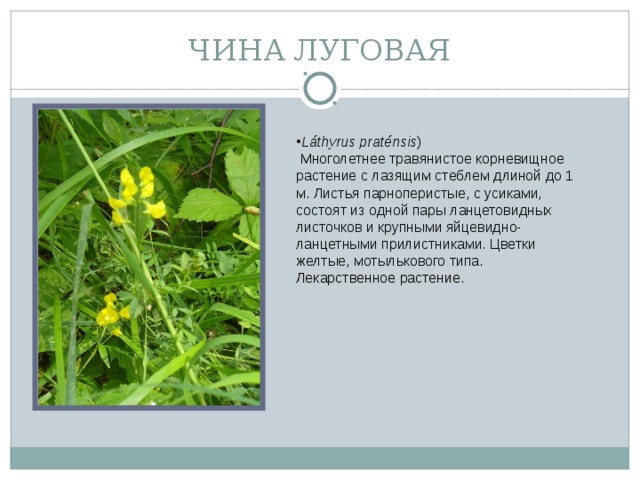 ЧИНА ЛУГОВАЯ Láthyrus praténsis )  Многолетнее травянистое корневищное растение с лазящим стеблем длиной до 1 м. Листья парноперистые, с усиками, состоят из одной пары ланцетовидных листочков и крупными яйцевидно-ланцетными прилистниками. Цветки желтые, мотылькового типа.   Лекарственное растение.