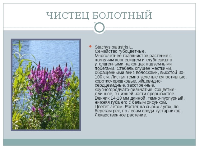 ЧИСТЕЦ БОЛОТНЫЙ