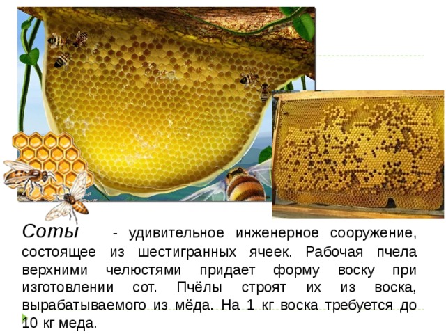 Соты - удивительное инженерное сооружение, состоящее из шестигранных ячеек. Рабочая пчела верхними челюстями придает форму воску при изготовлении сот. Пчёлы строят их из воска, вырабатываемого из мёда. На 1 кг воска требуется до 10 кг меда.
