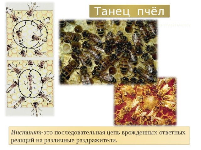 Танец пчёл Инстинкт -это последовательная цепь врожденных ответных реакций на различные раздражители.