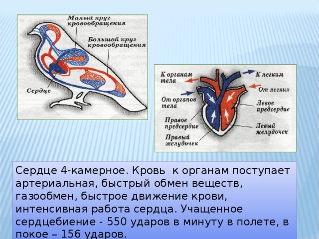 Сердце 4-камерное. Кровь к органам поступает артериальная, быстрый обмен веществ, газообмен, быстрое движение крови, интенсивная работа сердца. Учащенное сердцебиение - 550 ударов в минуту в полете, в покое – 156 ударов.