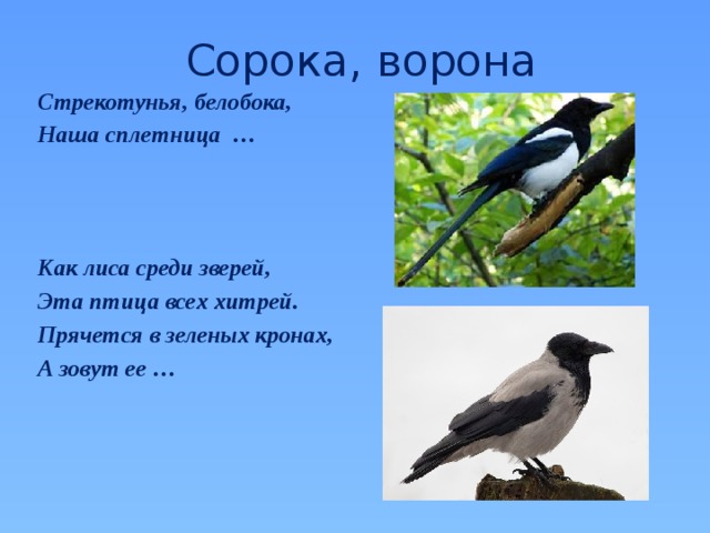 Сорока, ворона Стрекотунья, белобока, Наша сплетница …    Как лиса среди зверей, Эта птица всех хитрей. Прячется в зеленых кронах, А зовут ее … 