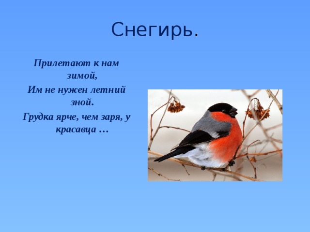 Снегирь . Прилетают к нам зимой, Им не нужен летний зной. Грудка ярче, чем заря, у красавца … 