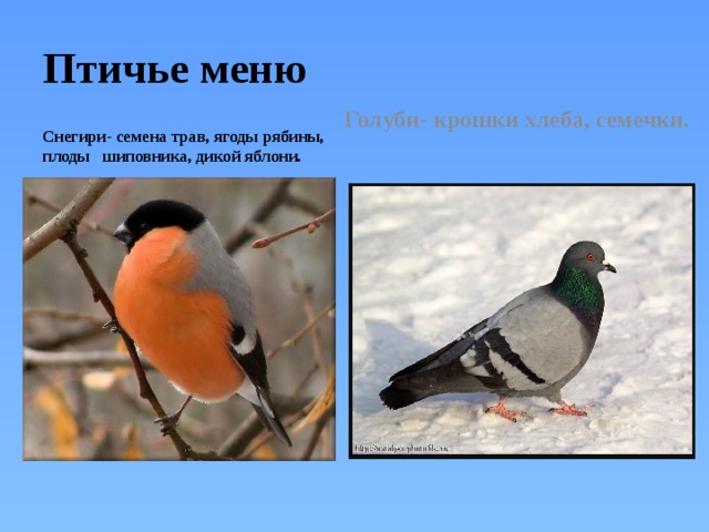 Птичье меню Голуби- крошки хлеба, семечки.  Снегири- семена трав, ягоды рябины, плоды шиповника, дикой яблони. 