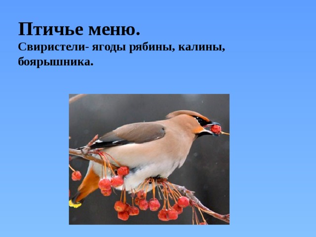 Птичье меню. Свиристели- ягоды рябины, калины, боярышника.  