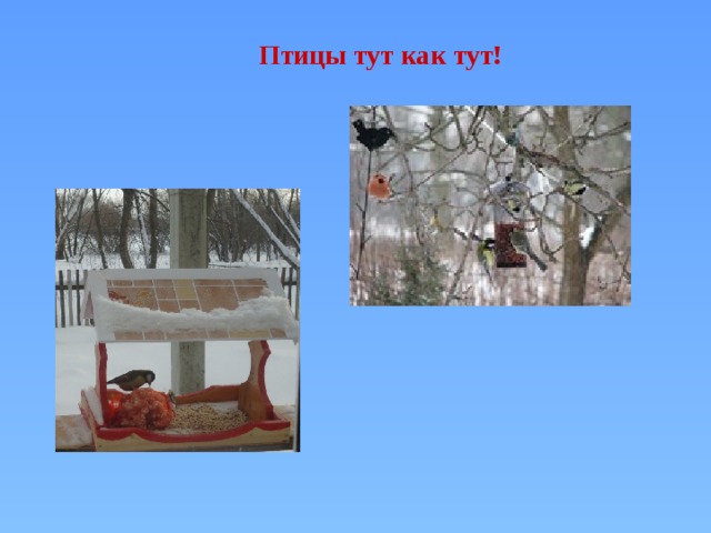 Птицы тут как тут! 