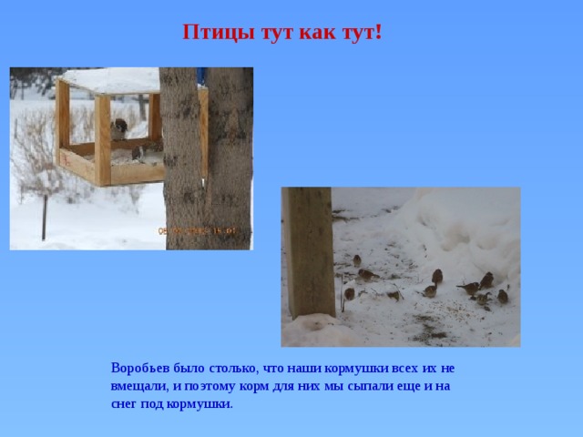 Птицы тут как тут! Воробьев было столько, что наши кормушки всех их не вмещали, и поэтому корм для них мы сыпали еще и на снег под кормушки. 
