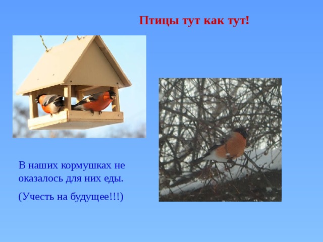 Птицы тут как тут! В наших кормушках не оказалось для них еды. (Учесть на будущее!!!) 