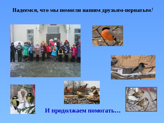 Надеемся, что мы помогли нашим друзьям-пернатым !   И продолжаем помогать… 