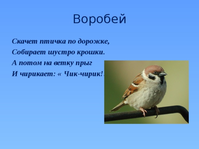 Воробей Скачет птичка по дорожке, Собирает шустро крошки. А потом на ветку прыг И чирикает: « Чик-чирик!» 