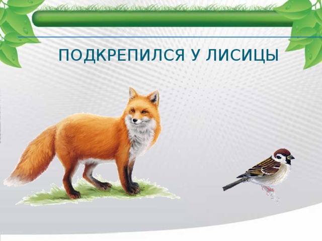 Подкрепился у лисицы 