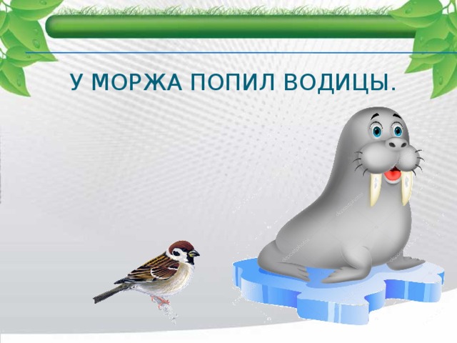 У моржа попил водицы. 