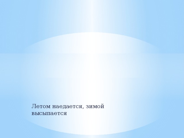 Летом наедается, зимой высыпается 