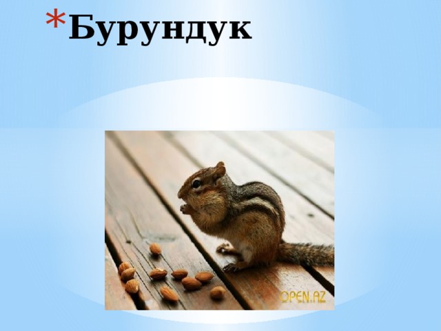 Бурундук 