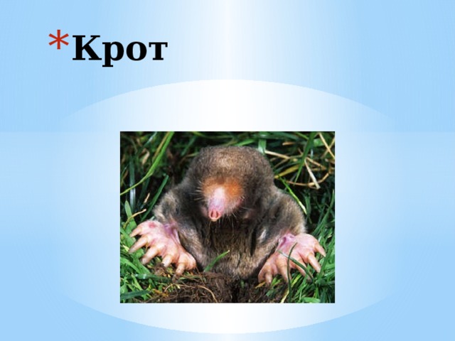 Крот 