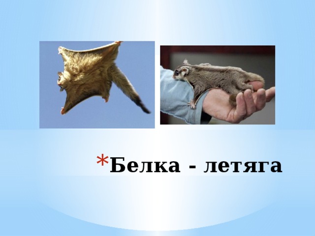 Белка - летяга 