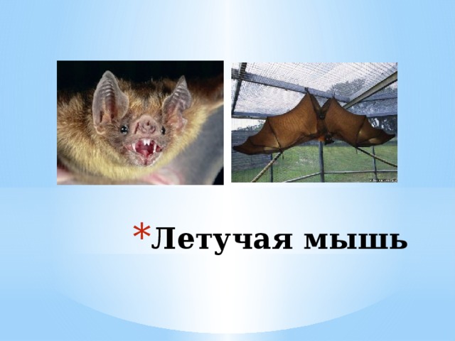 Летучая мышь 
