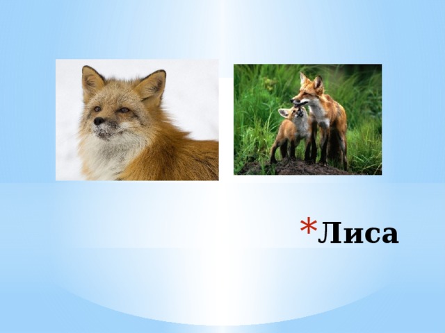 Лиса 