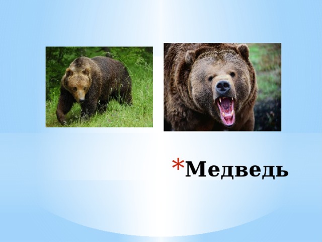 Медведь 