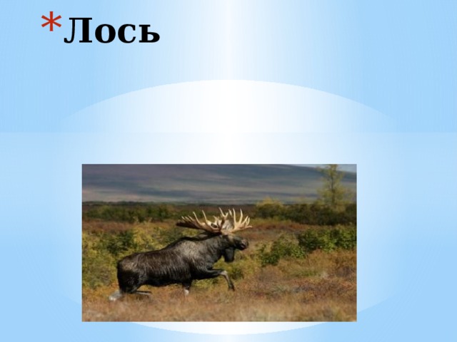 Лось 