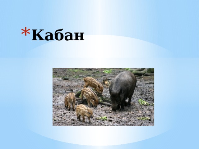 Кабан 