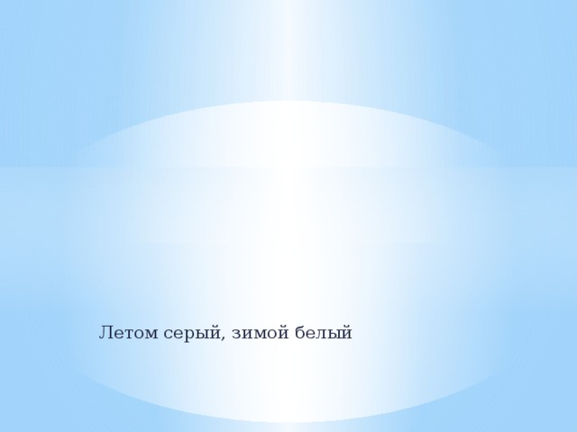 Летом серый, зимой белый 