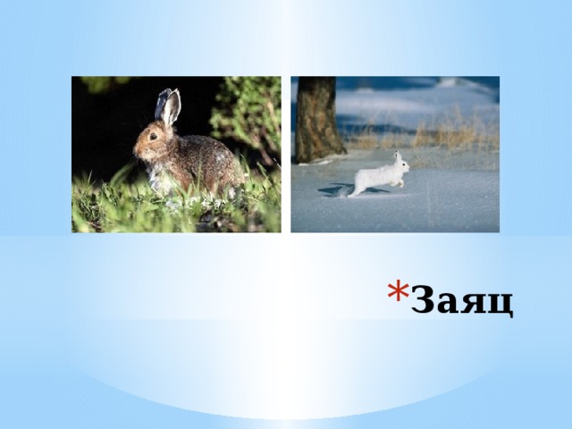 Заяц 