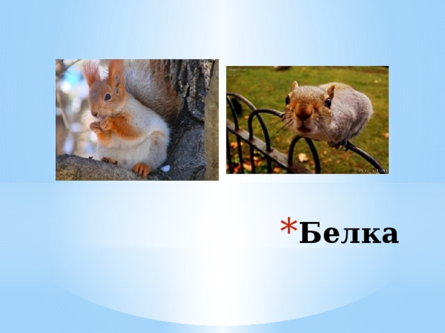 Белка 