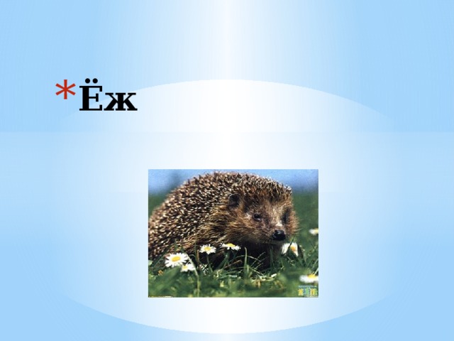 Ёж 