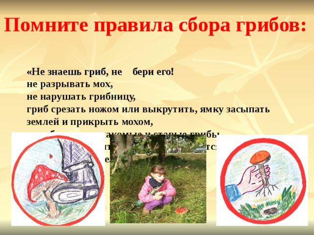 Помните правила сбора грибов:  «Не знаешь гриб, не бери его!  не разрывать мох,  не нарушать грибницу,  гриб срезать ножом или выкрутить, ямку засыпать землей и прикрыть мохом,  не собирать незнакомые и старые грибы,  не трогать ядовитые грибы, ими лечатся лоси и другие животные.     
