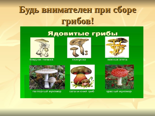 Будь внимателен при сборе грибов! 