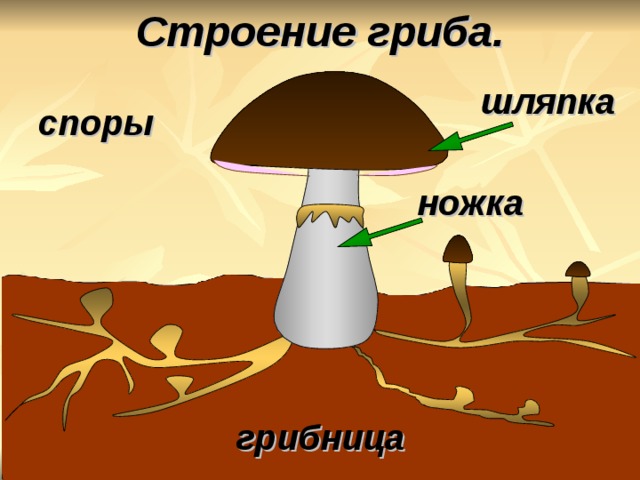 Строение гриба. шляпка споры  ножка грибница 