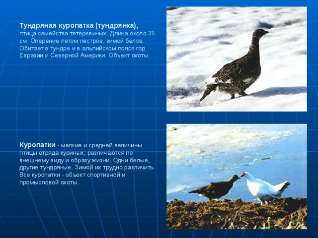 Тундряная куропатка (тундрянка), птица семейства тетеревиных. Длина около 35 см. Оперение летом пёстрое, зимой белое. Обитает в тундре и в альпийском поясе гор Евразии и Северной Америки. Объект охоты.             Куропатки - мелкие и средней величины птицы отряда куриных; различаются по внешнему виду и образу жизни. Одни белые, другие тундряные. Зимой их трудно различить. Все куропатки - объект спортивной и промысловой охоты. 