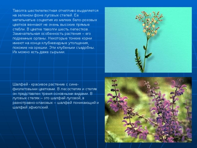 Таволга шестилепестная отчетливо выделяется на зеленом фоне луговых степей. Ее метельчатые соцветия из мелких бело-розовых цветков венчают не очень высокие прямые стебли. В цветке таволги шесть лепестков. Замечательная особенность растения – его подземные органы. Некоторые тонкие корни имеют на конце клубневидные утолщения, похожие на орешки. Эти клубеньки съедобны. Их можно есть даже сырыми.        Шалфей - красивое растение с сине-фиолетовыми цветками. В лесостепях и степях он представлен тремя основными видами. В луговых степях – это шалфей луговой, в разнотравно-злаковых – шалфей поникающий и шалфей эфиопский. 
