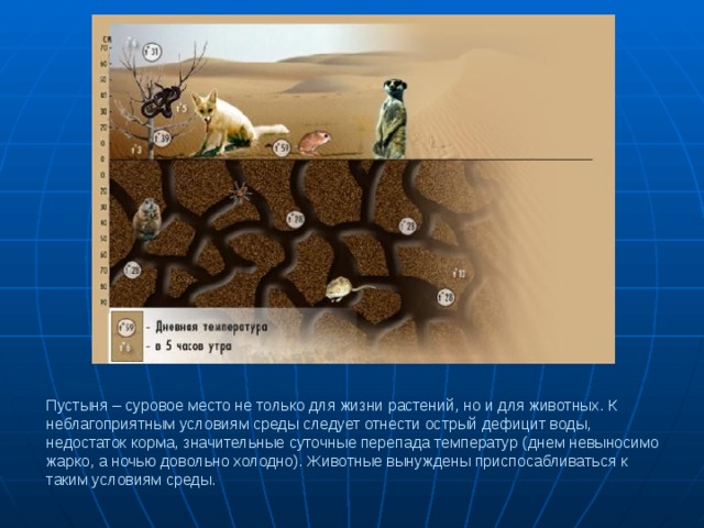 Пустыня – суровое место не только для жизни растений, но и для животных. К неблагоприятным условиям среды следует отнести острый дефицит воды, недостаток корма, значительные суточные перепада температур (днем невыносимо жарко, а ночью довольно холодно). Животные вынуждены приспосабливаться к таким условиям среды. 