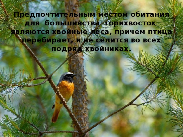 Предпочтительным местом обитания для большинства горихвосток являются хвойные леса, причем птица перебирает, и не селится во всех подряд хвойниках. 