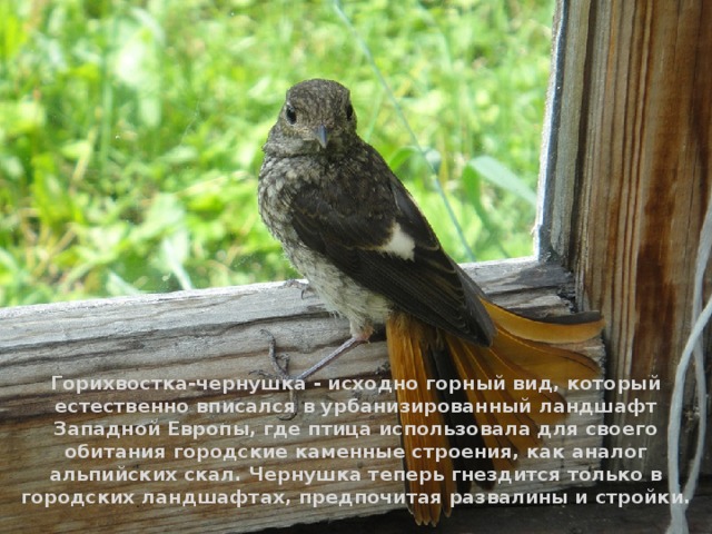 Горихвостка-чернушка - исходно горный вид, который естественно вписался в урбанизированный ландшафт Западной Европы, где птица использовала для своего обитания городские каменные строения, как аналог альпийских скал. Чернушка теперь гнездится только в городских ландшафтах, предпочитая развалины и стройки. 