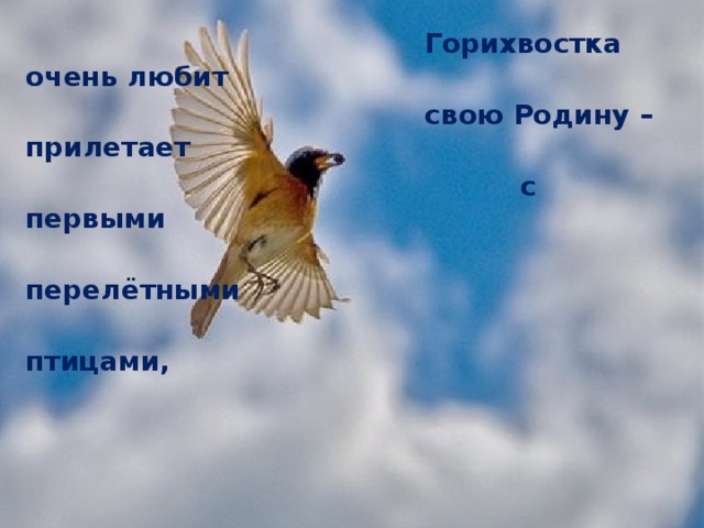  Горихвостка очень любит  свою Родину – прилетает  с первыми  перелётными  птицами,      а последнее пение самцов можно услышать в тихие солнечные дни даже в октябре, улетает она одной из последних! 