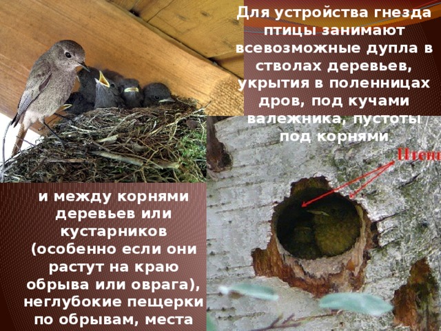 Для устройства гнезда птицы занимают всевозможные дупла в стволах деревьев, укрытия в поленницах дров, под кучами валежника, пустоты под корнями и между корнями деревьев или кустарников (особенно если они растут на краю обрыва или оврага), неглубокие пещерки по обрывам, места под камнями 