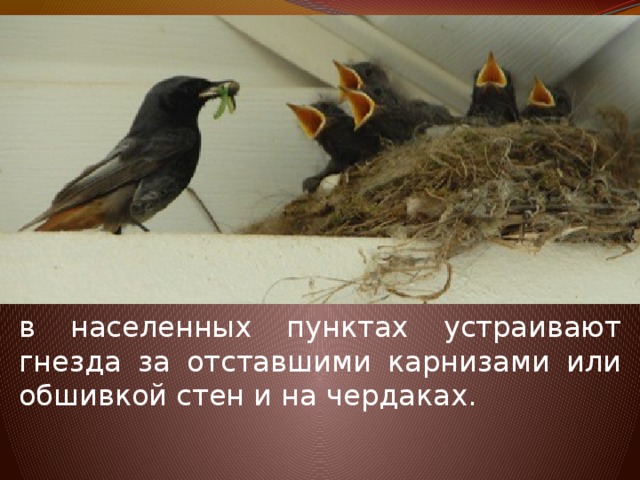 в населенных пунктах устраивают гнезда за отставшими карнизами или обшивкой стен и на чердаках. 