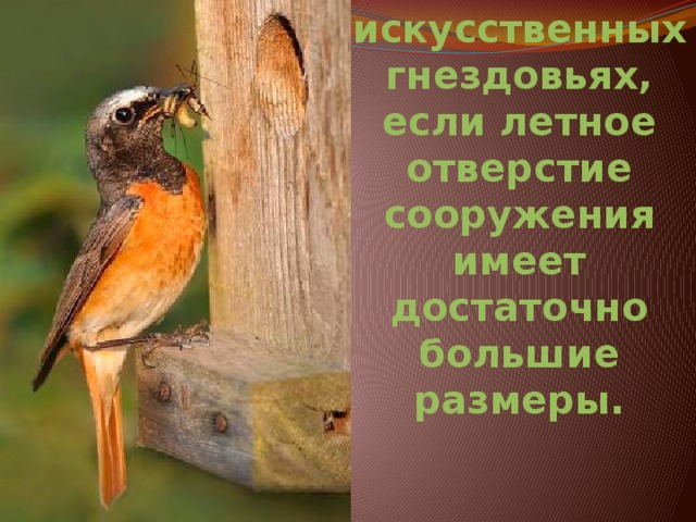 Охотно селятся и в искусственных гнездовьях, если летное отверстие сооружения имеет достаточно большие размеры. 