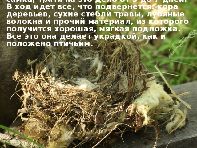 Гнездо обустраивает исключительно самка, тратя на это дело от 5 до 7 дней. В ход идет все, что подвернется: кора деревьев, сухие стебли травы, лубяные волокна и прочий материал, из которого получится хорошая, мягкая подложка. Все это она делает украдкой, как и положено птичьим.   