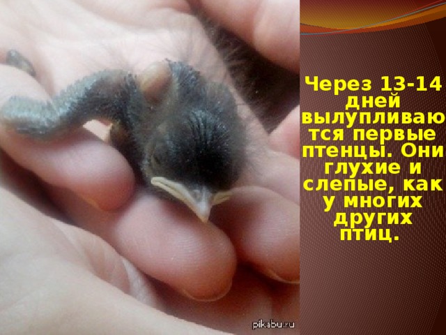 Через 13-14 дней вылупливаются первые птенцы. Они глухие и слепые, как у многих других птиц. 