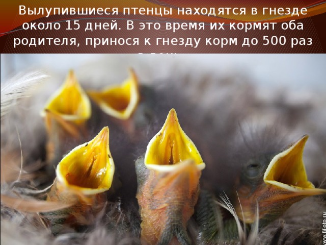 Вылупившиеся птенцы находятся в гнезде около 15 дней. В это время их кормят оба родителя, принося к гнезду корм до 500 раз в день. 