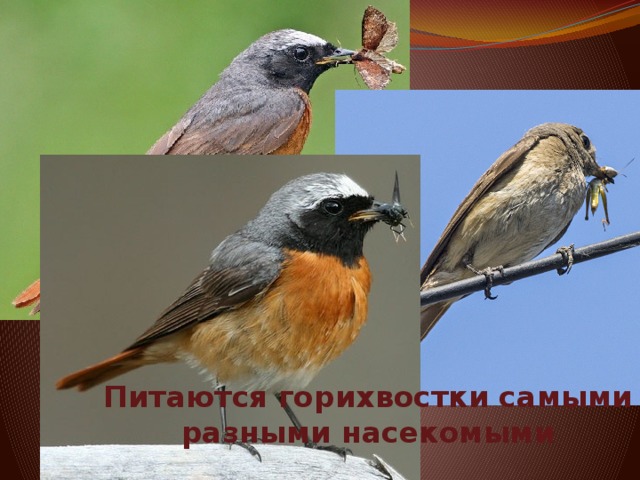 Питаются горихвостки самыми разными насекомыми 
